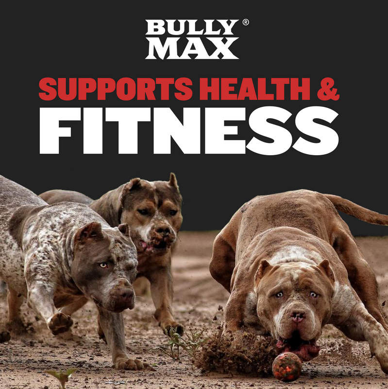 Achieve Healthy Weight Gain for Your Dog: Bully Max Power Chews with Probiotics and High Calories