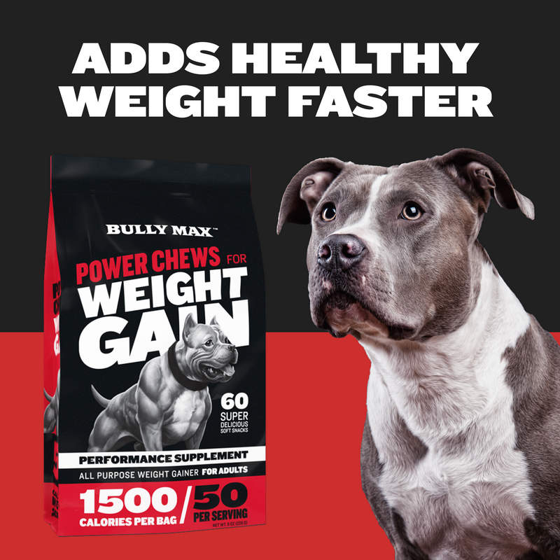 Achieve Healthy Weight Gain for Your Dog: Bully Max Power Chews with Probiotics and High Calories